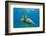 Green Sea Turtle (Chelonia Mydas) Underwater, Maui, Hawaii, United States of America, Pacific-Michael Nolan-Framed Photographic Print