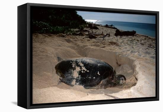 Green Sea Turtle Digging a Nesting Hole on a Beach (Chelonia Mydas), Pacific Ocean, Borneo.-Reinhard Dirscherl-Framed Premier Image Canvas