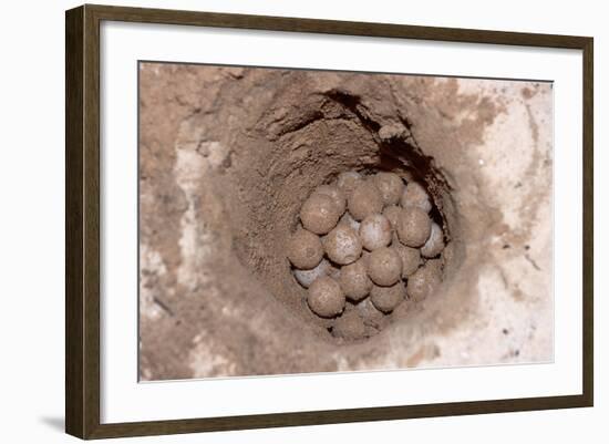 Green Sea Turtle Eggs in a Nest on a Beach (Chelonia Mydas), Pacific Ocean, Borneo.-Reinhard Dirscherl-Framed Photographic Print