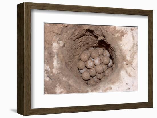 Green Sea Turtle Eggs in a Nest on a Beach (Chelonia Mydas), Pacific Ocean, Borneo.-Reinhard Dirscherl-Framed Photographic Print