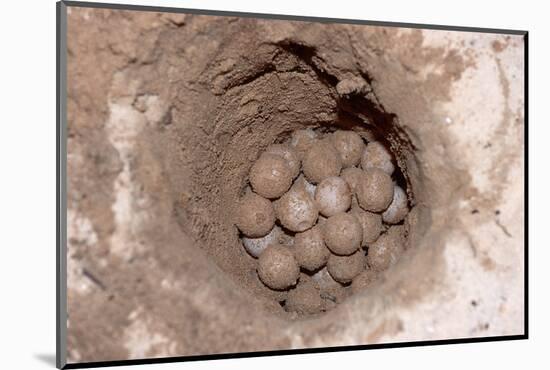 Green Sea Turtle Eggs in a Nest on a Beach (Chelonia Mydas), Pacific Ocean, Borneo.-Reinhard Dirscherl-Mounted Photographic Print