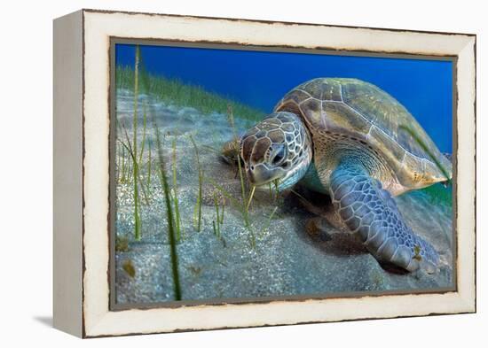 Green sea turtle feeding on Seagrass on the seabed, Tenerife-Sergio Hanquet-Framed Premier Image Canvas