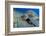 Green sea turtle feeding on Seagrass on the seabed, Tenerife-Sergio Hanquet-Framed Photographic Print