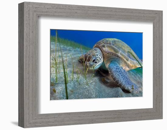 Green sea turtle feeding on Seagrass on the seabed, Tenerife-Sergio Hanquet-Framed Photographic Print