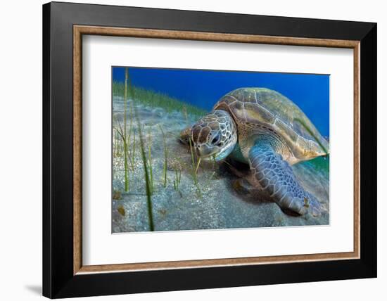 Green sea turtle feeding on Seagrass on the seabed, Tenerife-Sergio Hanquet-Framed Photographic Print