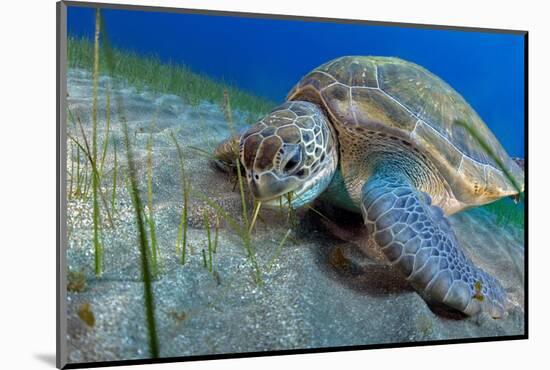 Green sea turtle feeding on Seagrass on the seabed, Tenerife-Sergio Hanquet-Mounted Photographic Print