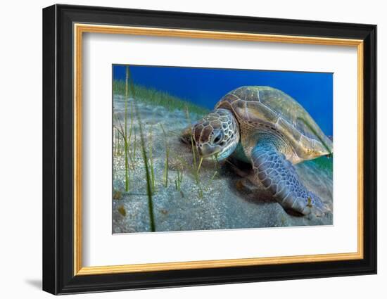 Green sea turtle feeding on Seagrass on the seabed, Tenerife-Sergio Hanquet-Framed Photographic Print