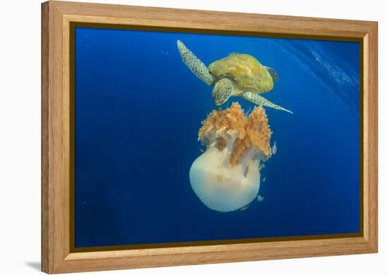 Green Sea Turtle Feeds on Large Pelagic Jellyfish-Rich Carey-Framed Premier Image Canvas