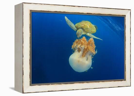 Green Sea Turtle Feeds on Large Pelagic Jellyfish-Rich Carey-Framed Premier Image Canvas