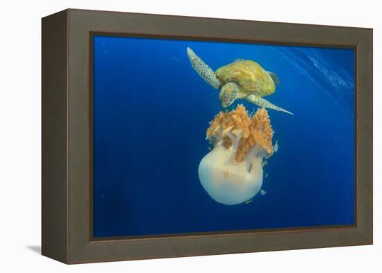 Green Sea Turtle Feeds on Large Pelagic Jellyfish-Rich Carey-Framed Premier Image Canvas