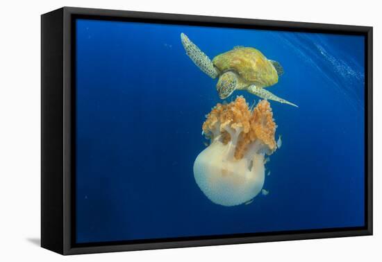 Green Sea Turtle Feeds on Large Pelagic Jellyfish-Rich Carey-Framed Premier Image Canvas