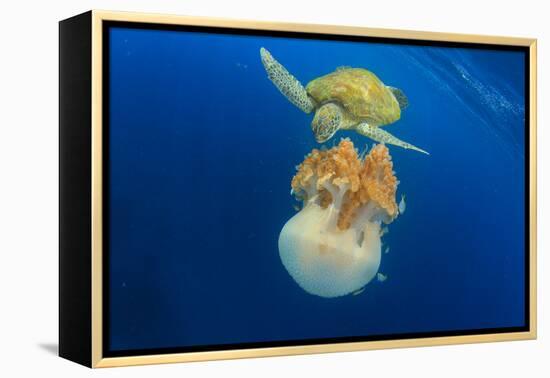 Green Sea Turtle Feeds on Large Pelagic Jellyfish-Rich Carey-Framed Premier Image Canvas