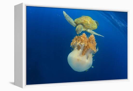 Green Sea Turtle Feeds on Large Pelagic Jellyfish-Rich Carey-Framed Premier Image Canvas