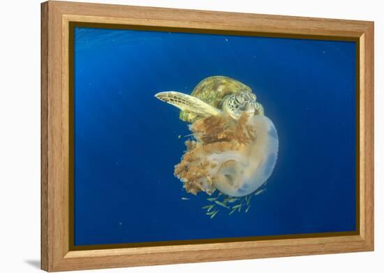 Green Sea Turtle Feeds on Large Pelagic Jellyfish-Rich Carey-Framed Premier Image Canvas