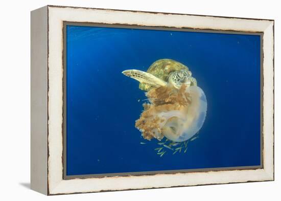 Green Sea Turtle Feeds on Large Pelagic Jellyfish-Rich Carey-Framed Premier Image Canvas