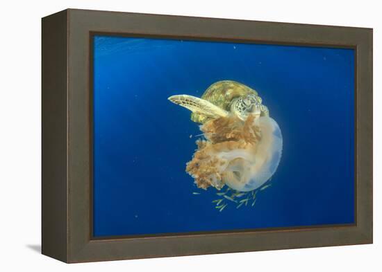 Green Sea Turtle Feeds on Large Pelagic Jellyfish-Rich Carey-Framed Premier Image Canvas