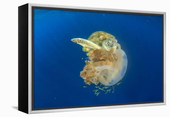 Green Sea Turtle Feeds on Large Pelagic Jellyfish-Rich Carey-Framed Premier Image Canvas