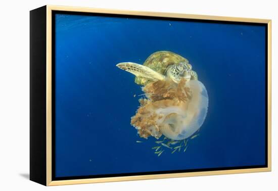 Green Sea Turtle Feeds on Large Pelagic Jellyfish-Rich Carey-Framed Premier Image Canvas