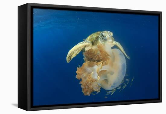 Green Sea Turtle Feeds on Large Pelagic Jellyfish-Rich Carey-Framed Premier Image Canvas