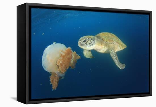 Green Sea Turtle Feeds on Large Pelagic Jellyfish-Rich Carey-Framed Premier Image Canvas