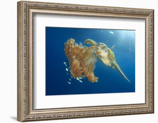 Green Sea Turtle Feeds on Large Pelagic Jellyfish-Rich Carey-Framed Photographic Print