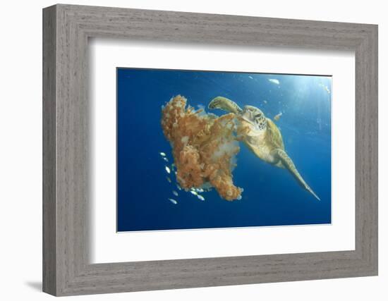 Green Sea Turtle Feeds on Large Pelagic Jellyfish-Rich Carey-Framed Photographic Print