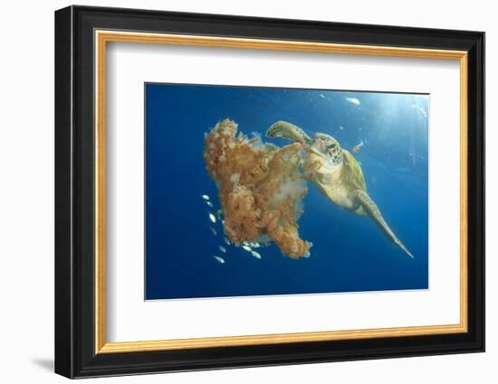 Green Sea Turtle Feeds on Large Pelagic Jellyfish-Rich Carey-Framed Photographic Print