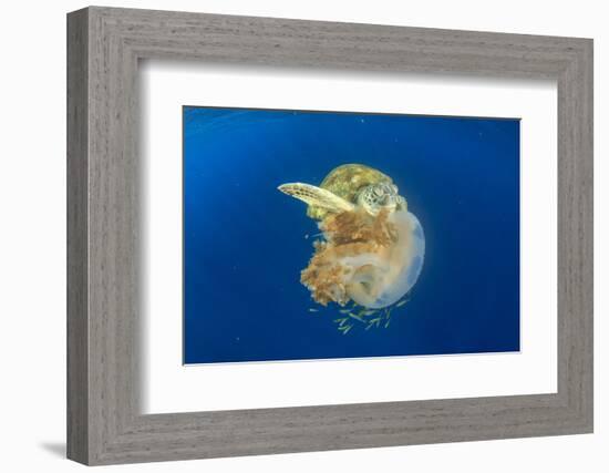 Green Sea Turtle Feeds on Large Pelagic Jellyfish-Rich Carey-Framed Photographic Print