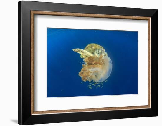 Green Sea Turtle Feeds on Large Pelagic Jellyfish-Rich Carey-Framed Photographic Print