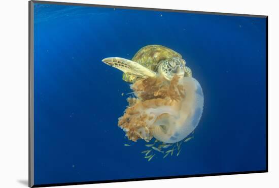 Green Sea Turtle Feeds on Large Pelagic Jellyfish-Rich Carey-Mounted Photographic Print