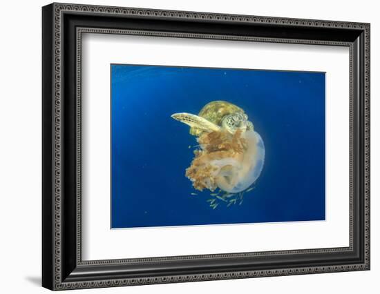 Green Sea Turtle Feeds on Large Pelagic Jellyfish-Rich Carey-Framed Photographic Print