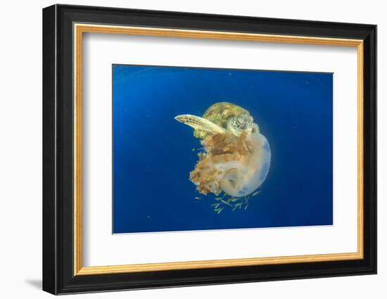 Green Sea Turtle Feeds on Large Pelagic Jellyfish-Rich Carey-Framed Photographic Print