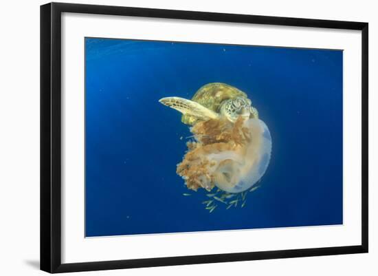 Green Sea Turtle Feeds on Large Pelagic Jellyfish-Rich Carey-Framed Photographic Print