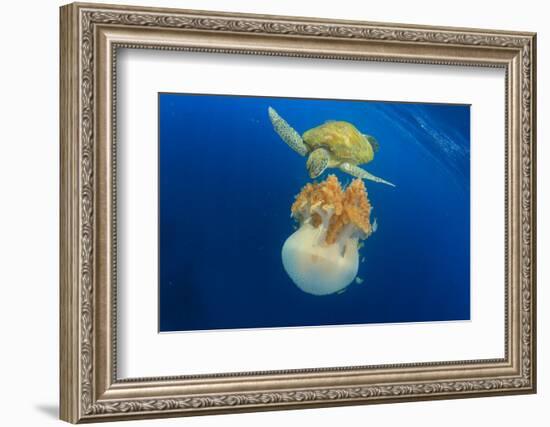 Green Sea Turtle Feeds on Large Pelagic Jellyfish-Rich Carey-Framed Photographic Print