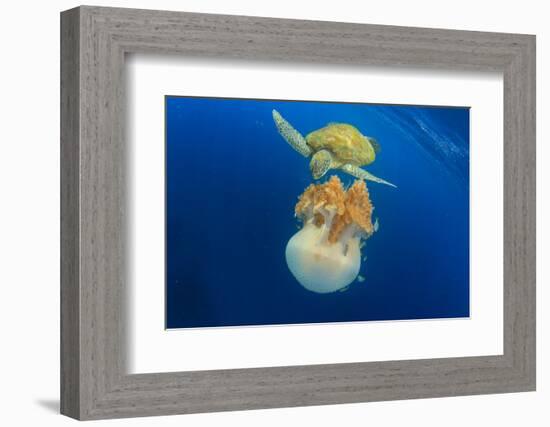 Green Sea Turtle Feeds on Large Pelagic Jellyfish-Rich Carey-Framed Photographic Print