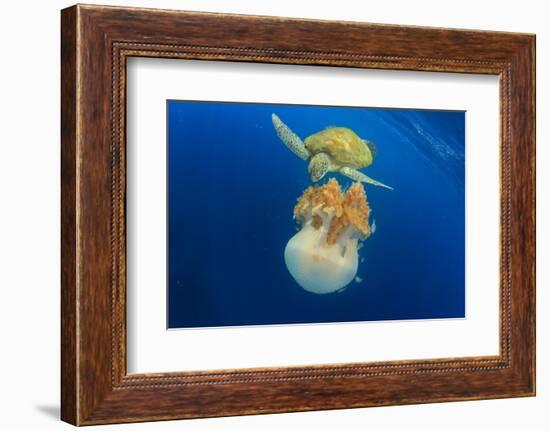 Green Sea Turtle Feeds on Large Pelagic Jellyfish-Rich Carey-Framed Photographic Print