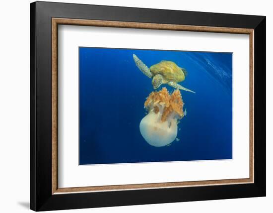 Green Sea Turtle Feeds on Large Pelagic Jellyfish-Rich Carey-Framed Photographic Print