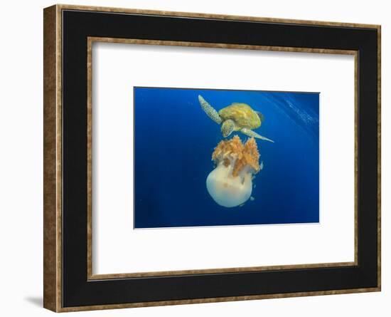 Green Sea Turtle Feeds on Large Pelagic Jellyfish-Rich Carey-Framed Photographic Print