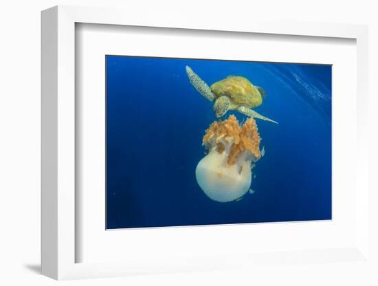 Green Sea Turtle Feeds on Large Pelagic Jellyfish-Rich Carey-Framed Photographic Print