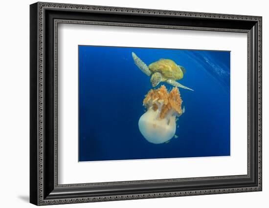 Green Sea Turtle Feeds on Large Pelagic Jellyfish-Rich Carey-Framed Photographic Print