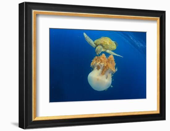 Green Sea Turtle Feeds on Large Pelagic Jellyfish-Rich Carey-Framed Photographic Print