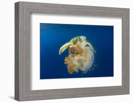 Green Sea Turtle Feeds on Large Pelagic Jellyfish-Rich Carey-Framed Photographic Print