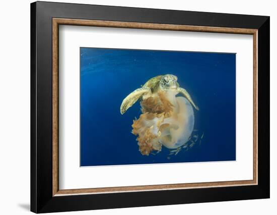 Green Sea Turtle Feeds on Large Pelagic Jellyfish-Rich Carey-Framed Photographic Print