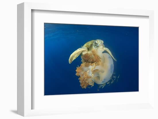 Green Sea Turtle Feeds on Large Pelagic Jellyfish-Rich Carey-Framed Photographic Print