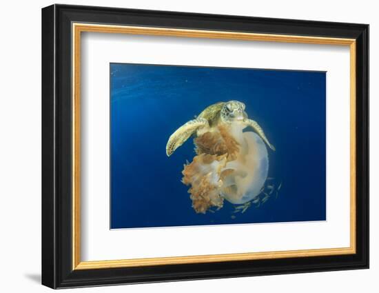 Green Sea Turtle Feeds on Large Pelagic Jellyfish-Rich Carey-Framed Photographic Print