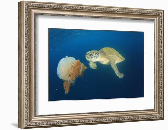 Green Sea Turtle Feeds on Large Pelagic Jellyfish-Rich Carey-Framed Photographic Print