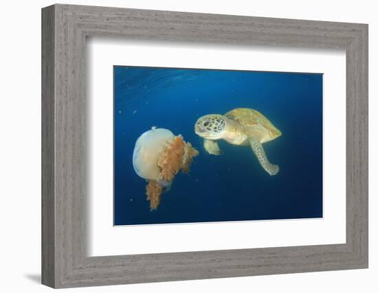 Green Sea Turtle Feeds on Large Pelagic Jellyfish-Rich Carey-Framed Photographic Print