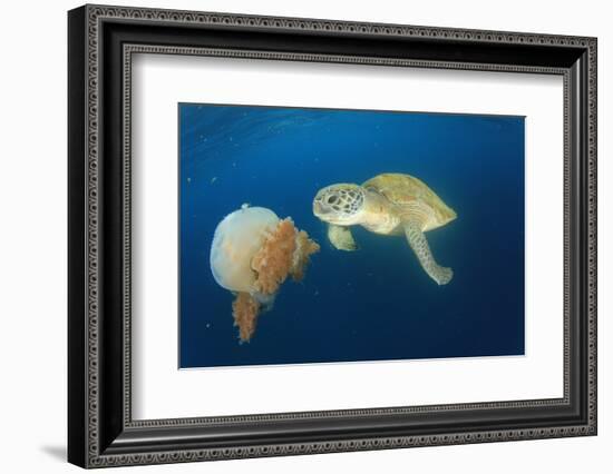 Green Sea Turtle Feeds on Large Pelagic Jellyfish-Rich Carey-Framed Photographic Print