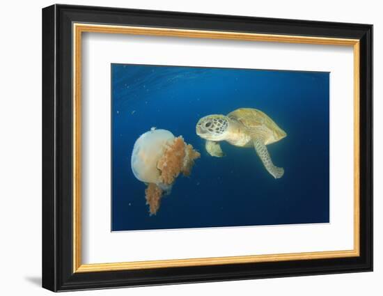 Green Sea Turtle Feeds on Large Pelagic Jellyfish-Rich Carey-Framed Photographic Print