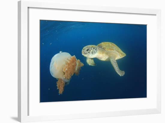 Green Sea Turtle Feeds on Large Pelagic Jellyfish-Rich Carey-Framed Photographic Print